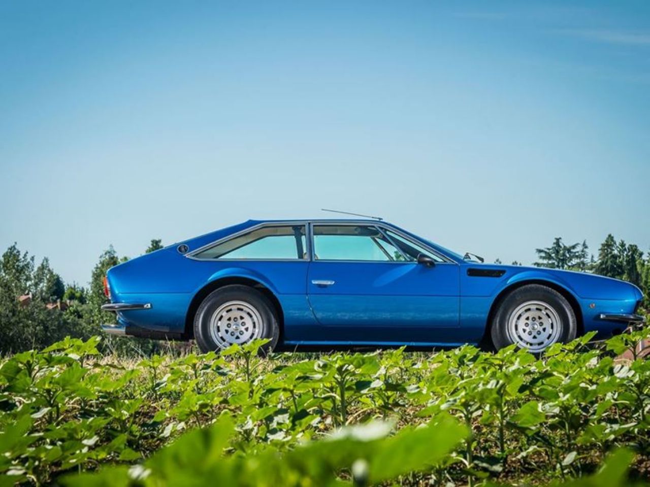 Pol stoletja Lamborghinijeve Jarame